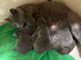 4 chatons Chartreux LOOF disponibles à la vente