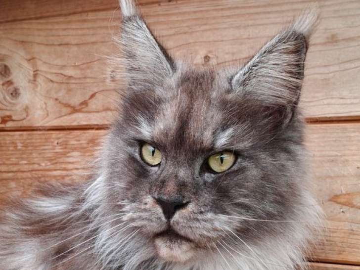 À vendre, 2 chats adultes femelles Maine Coon (LOOF)