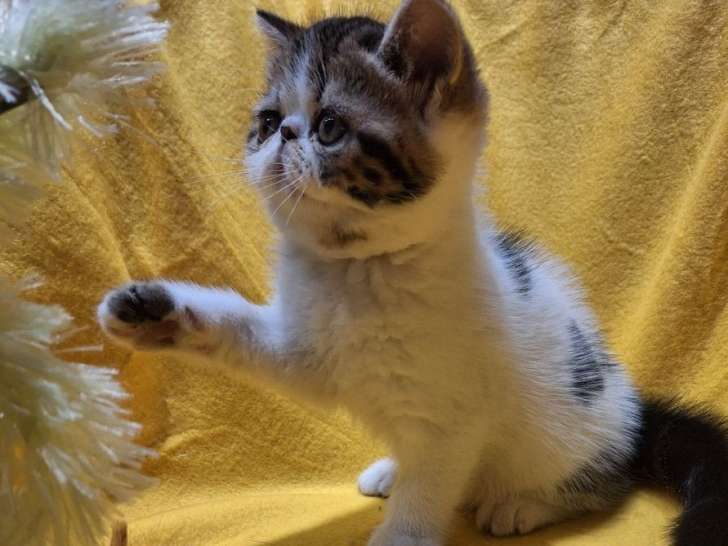 À réserver, 1 chaton mâle Exotic Shorthair brown et blanc LOOF