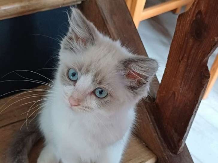 1 chaton Ragdoll mâle blue point et blanc à vendre (LOOF)