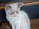 1 chaton Ragdoll mâle blue point et blanc à vendre (LOOF)