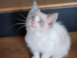 1 chaton Ragdoll mâle blue point et blanc à vendre (LOOF)