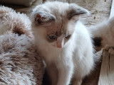1 chaton Ragdoll mâle blue point et blanc à vendre (LOOF)