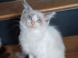 1 chaton Ragdoll mâle blue point et blanc à vendre (LOOF)