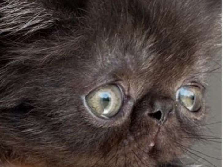 À réserver : 1 chaton mâle Exotic Shorthair (LOOF)