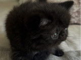 À réserver : 1 chaton mâle Exotic Shorthair (LOOF)