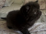 À réserver : 1 chaton mâle Exotic Shorthair (LOOF)