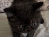 À réserver : 1 chaton mâle Exotic Shorthair (LOOF)