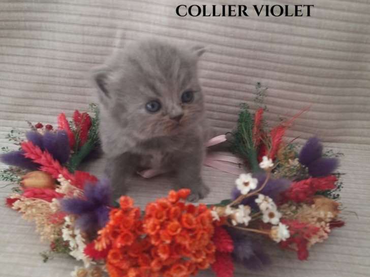 À vendre, 3 chatons British Longhair (LOOF)