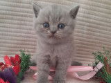 À vendre, 3 chatons British Longhair (LOOF)
