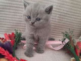 À vendre, 3 chatons British Longhair (LOOF)