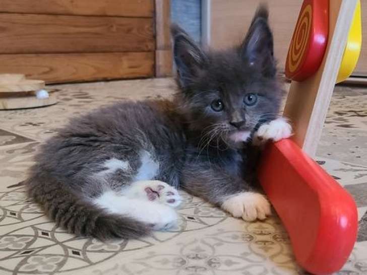 7 chatons Maine Coon disponibles à la réservation (LOOF)