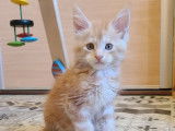 7 chatons Maine Coon disponibles à la réservation (LOOF)
