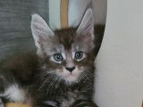 7 chatons Maine Coon disponibles à la réservation (LOOF)