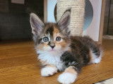7 chatons Maine Coon disponibles à la réservation (LOOF)