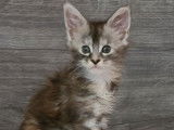 7 chatons Maine Coon disponibles à la réservation (LOOF)