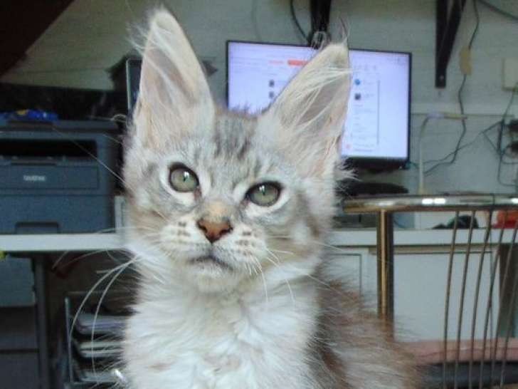 À vendre, 1 chaton femelle Maine Coon black silver tabby (LOOF)