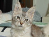 À vendre, 1 chaton femelle Maine Coon black silver tabby (LOOF)