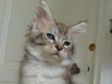 À vendre, 1 chaton femelle Maine Coon black silver tabby (LOOF)