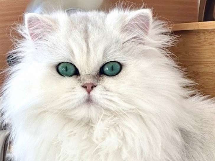 Cherche mâle Persan chinchilla pour saillie