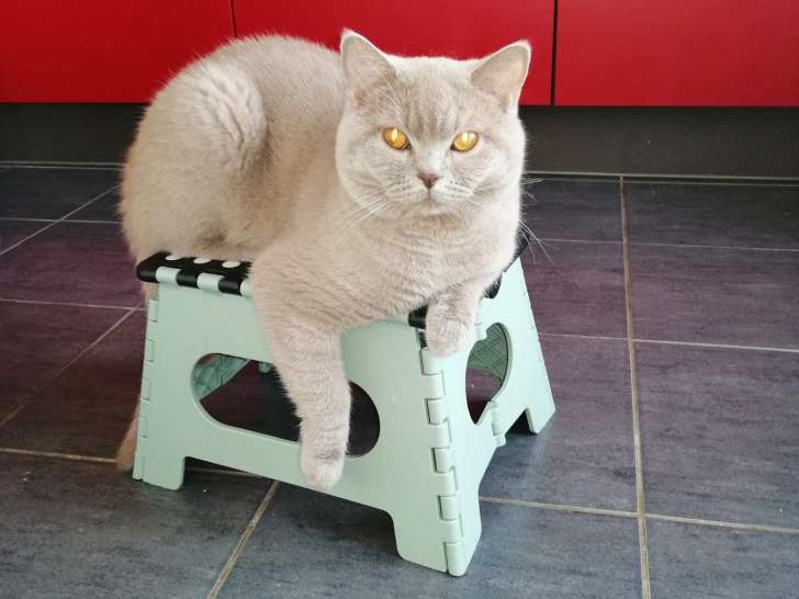 Chat adulte de type British Shorthair Mâle à vendre