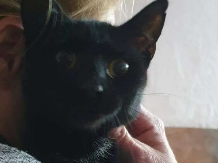 Chatonne de 5 mois en attente d'adoption