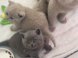 Chatons British Shorthair LOOF à vendre