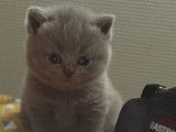 Chatons British Shorthair LOOF à vendre