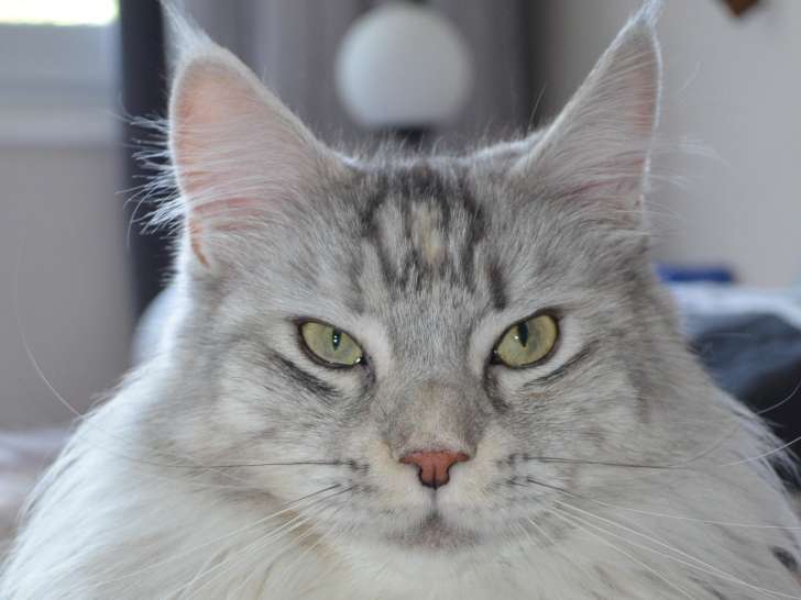 Femelle Maine Coon recherche mâle pour saillie à domicile