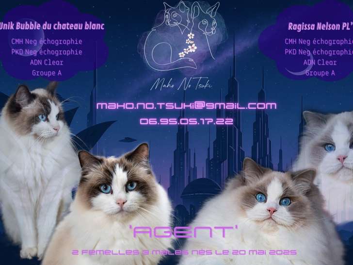 Chatons Ragdoll LOOF à réserver