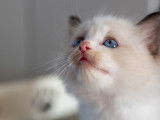Chatons Ragdoll LOOF à réserver