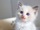 Chatons Ragdoll LOOF à réserver