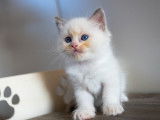 Chatons Ragdoll LOOF à réserver