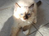 Chatons Ragdoll à vendre