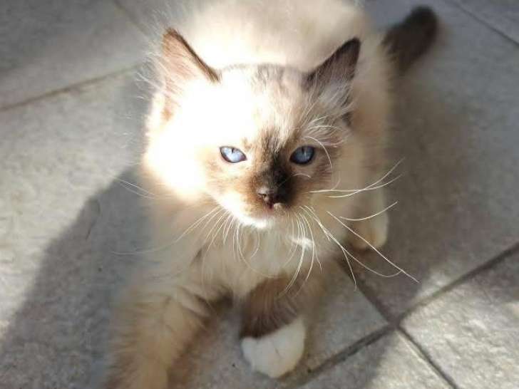 Chatons Ragdoll à vendre