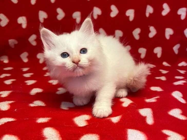 3 chatons Sacré de Birmanie disponibles à la vente (non LOOF)