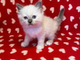 3 chatons Sacré de Birmanie disponibles à la vente (non LOOF)