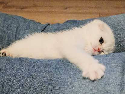 Chatons Scottish Fold et Straight LOOF à vendre