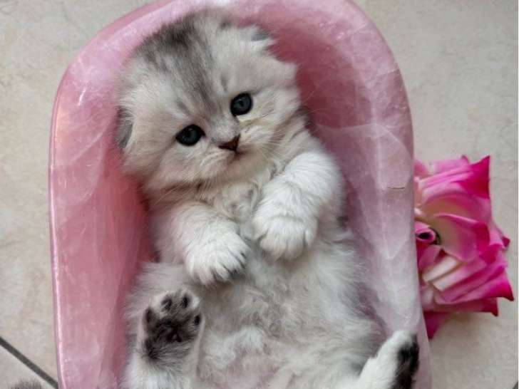À réserver, 1 chaton mâle Highland Fold (LOOF)
