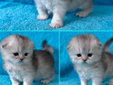 À réserver, 1 chaton mâle Highland Fold (LOOF)