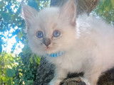 2 chatons mâles Sacré de Birmanie LOOF à vendre