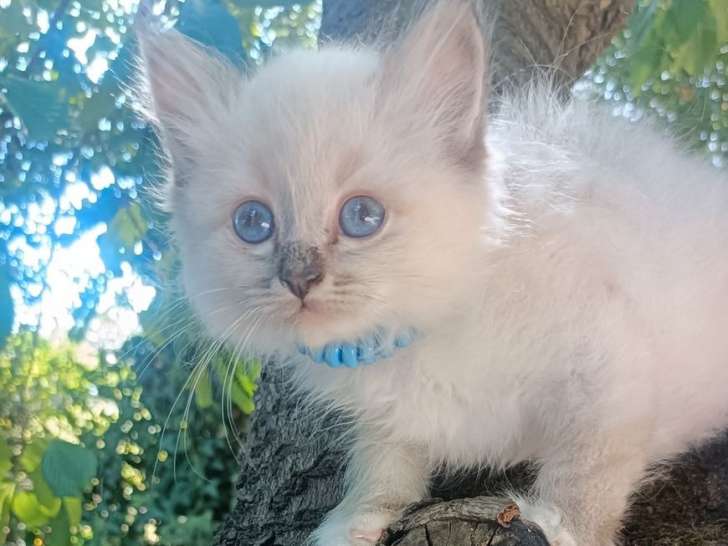 2 chatons mâles Sacré de Birmanie LOOF à vendre