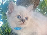 2 chatons mâles Sacré de Birmanie LOOF à vendre
