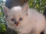 2 chatons mâles Sacré de Birmanie LOOF à vendre