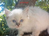 2 chatons mâles Sacré de Birmanie LOOF à vendre