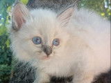 2 chatons mâles Sacré de Birmanie LOOF à vendre