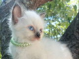 2 chatons mâles Sacré de Birmanie LOOF à vendre