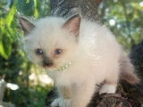 2 chatons mâles Sacré de Birmanie LOOF à vendre