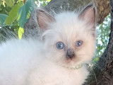 2 chatons mâles Sacré de Birmanie LOOF à vendre