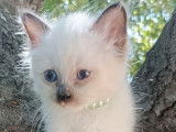 2 chatons mâles Sacré de Birmanie LOOF à vendre